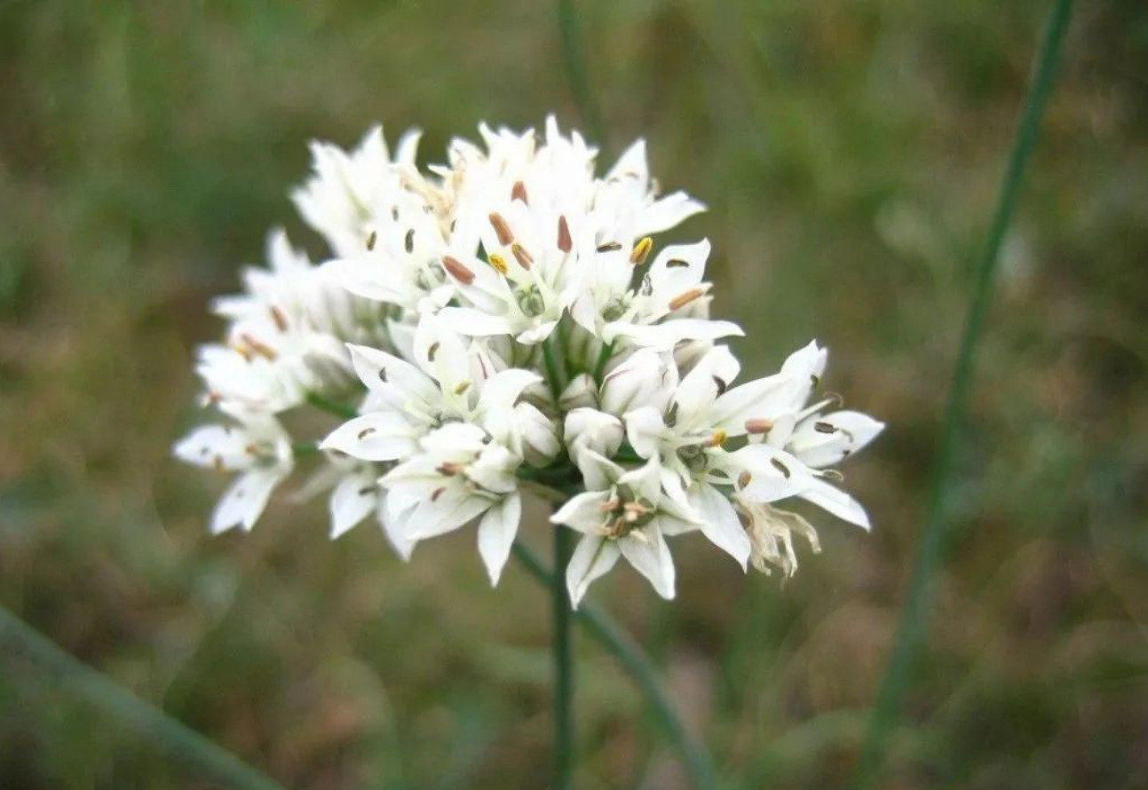 韭菜为什么要控旺？控旺的必要性你知道吗？